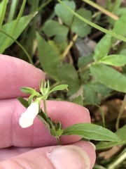 Spigelia texana