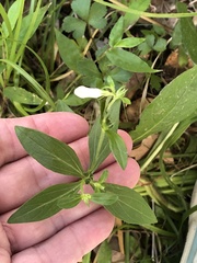 Spigelia texana
