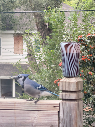 Blue Jay