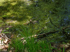 Nerodia sipedon