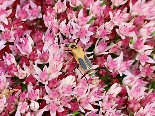 Goldenrod Soldier Beetle