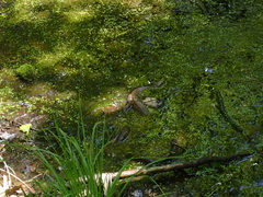 Nerodia sipedon