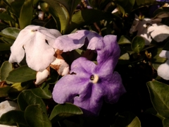 Brunfelsia australis