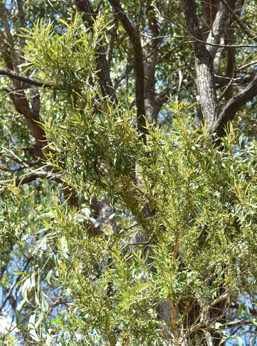 Bursaria incana observed 2026-07-12