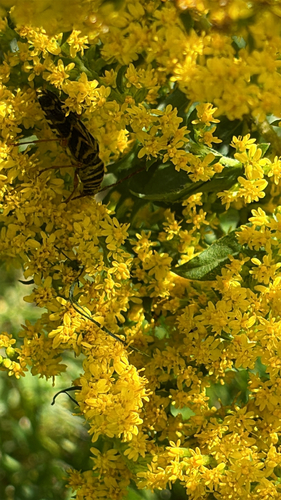 Locust Borer