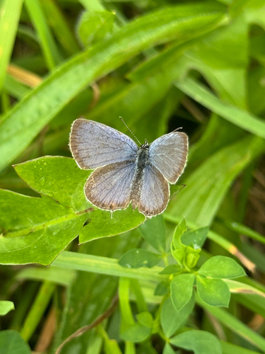 Eastern Tailed-Blue