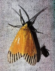 Uranophora walkeri