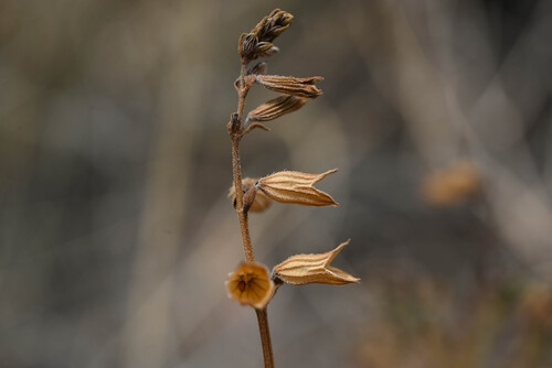 Salvia reflexa, photograph 3