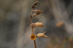 Salvia reflexa, photograph (c) Anders Hastings, some rights reserved (CC BY)