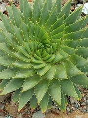 Aloe polyphylla