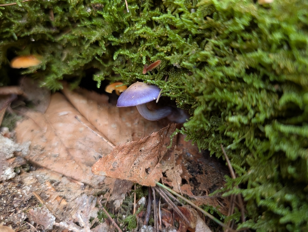 Viscid Violet Cort · September 2026 · photo: Photo: (c) Kay Roth, some rights reserved (CC BY) · iNaturalist