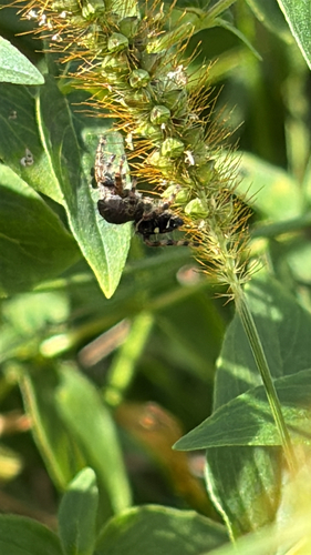 Bold Jumping Spider