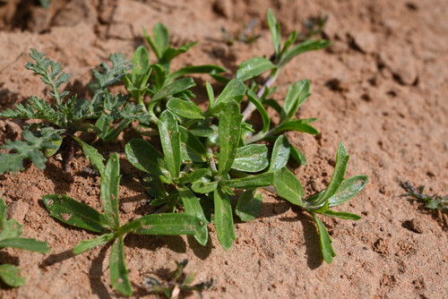 Phyla cuneifolia, photograph 4