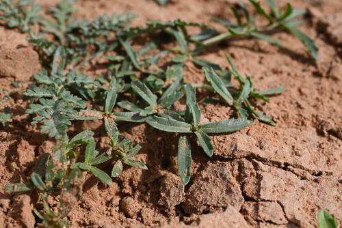 Phyla cuneifolia, photograph 5