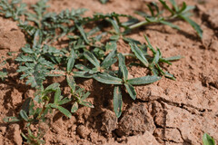 (c) Anders Hastings, some rights reserved (CC BY) Phyla cuneifolia, photograph (c) Anders Hastings, some rights reserved (CC BY)