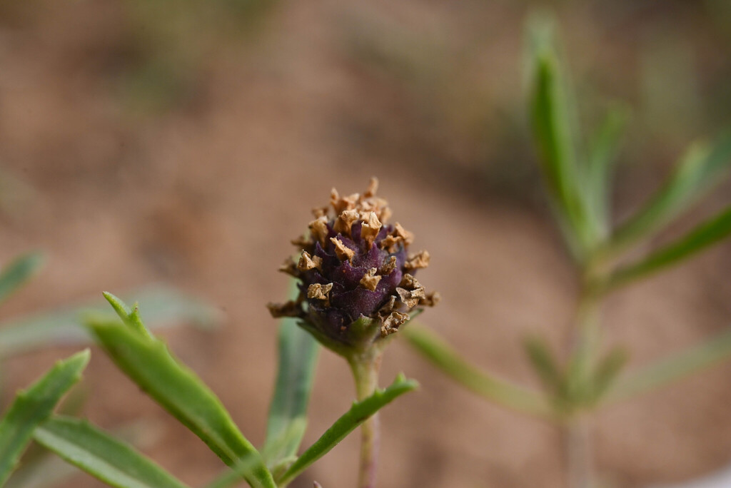 Phyla cuneifolia; photograph (c) Anders Hastings, some rights reserved (CC BY)