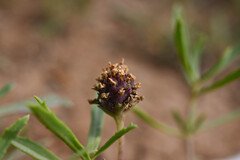 Phyla cuneifolia