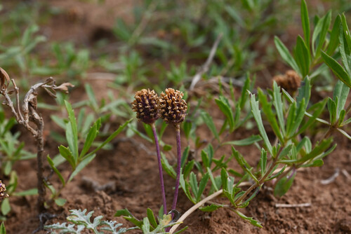 Phyla cuneifolia, photograph 1