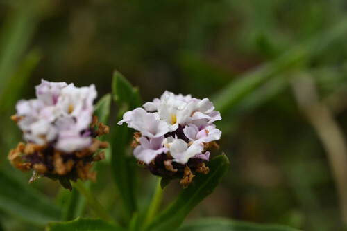 Phyla cuneifolia, photograph 2