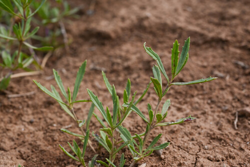 Phyla cuneifolia, photograph 3
