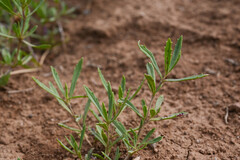 (c) Anders Hastings, some rights reserved (CC BY) Phyla cuneifolia, photograph (c) Anders Hastings, some rights reserved (CC BY)