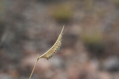 Bouteloua hirsuta, photograph (c) Anders Hastings, some rights reserved (CC BY)