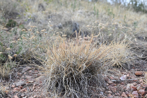 Bouteloua hirsuta