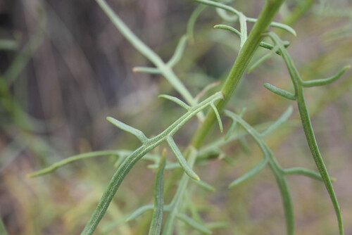 Senecio spartioides, photograph 3