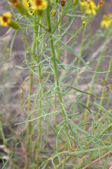 Senecio spartioides, photograph (c) Anders Hastings, some rights reserved (CC BY)
