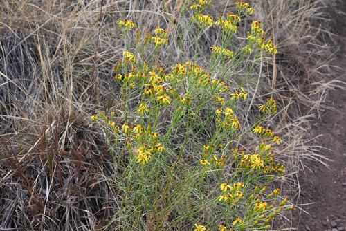 Senecio spartioides, photograph 4