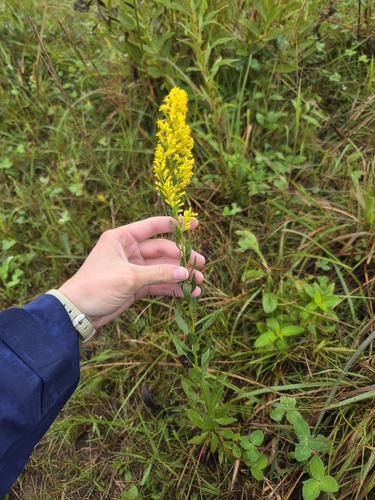 stiff-leaved showy goldenrod