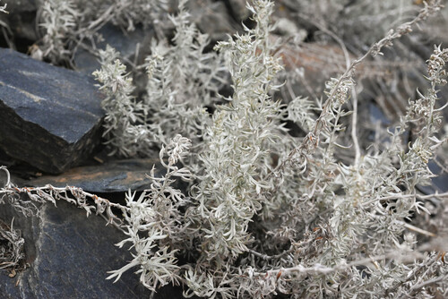 Artemisia carruthii, photograph 1