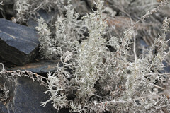 (c) Anders Hastings, some rights reserved (CC BY) Artemisia carruthii, photograph (c) Anders Hastings, some rights reserved (CC BY)