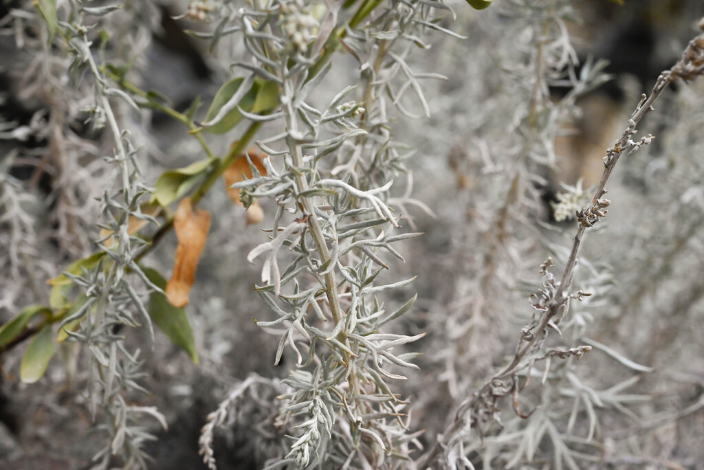 Artemisia carruthii; photograph (c) Anders Hastings, some rights reserved (CC BY)