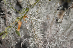 Artemisia carruthii