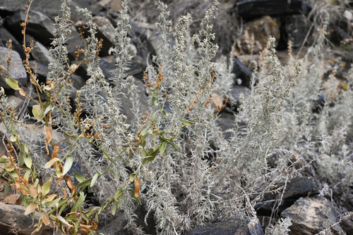Artemisia carruthii, photograph 2