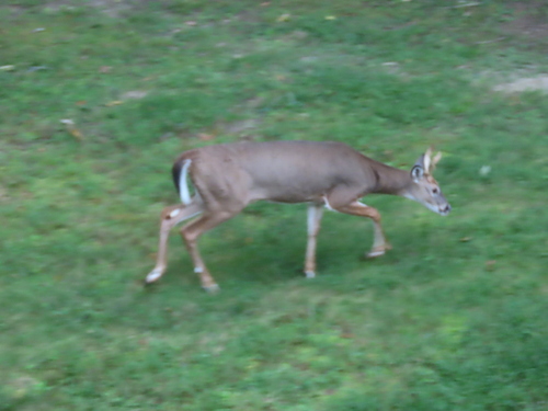 White-tailed Deer
