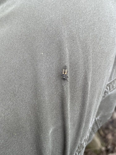 Asian Lady Beetle