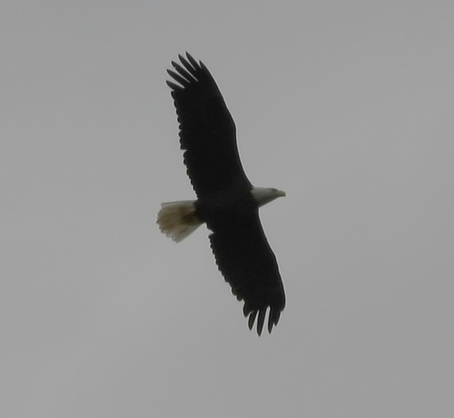 Bald Eagle