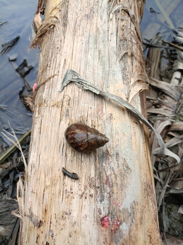 African Giant Snail