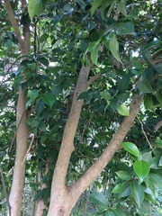 Camellia japonica