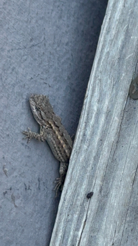 Northwestern Fence Lizard