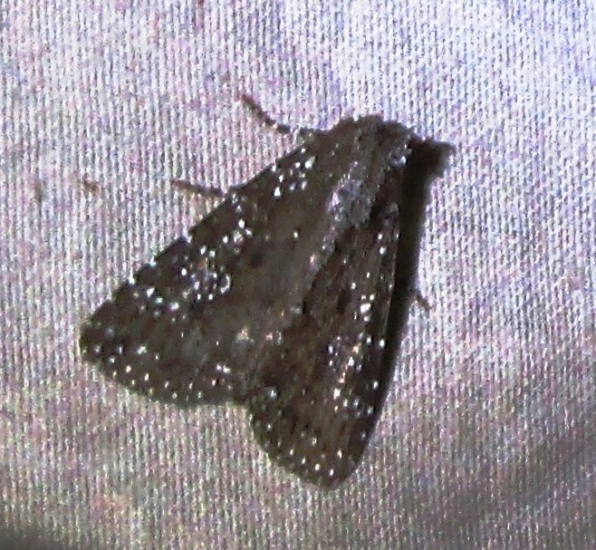 Condica pagetolophus