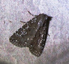 Condica pagetolophus