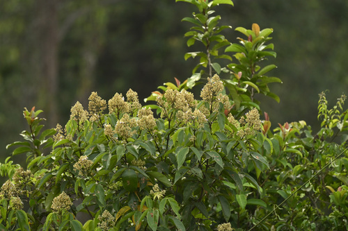 Vitex pinnata observed 2026-09-02