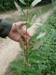 Salix discolor, photograph (c) Steven Lamonde, some rights reserved (CC BY)