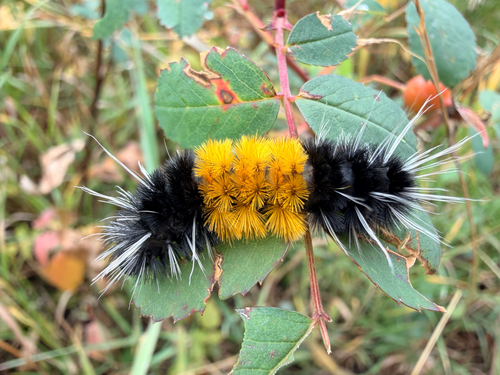 Spotted Tussock Moth