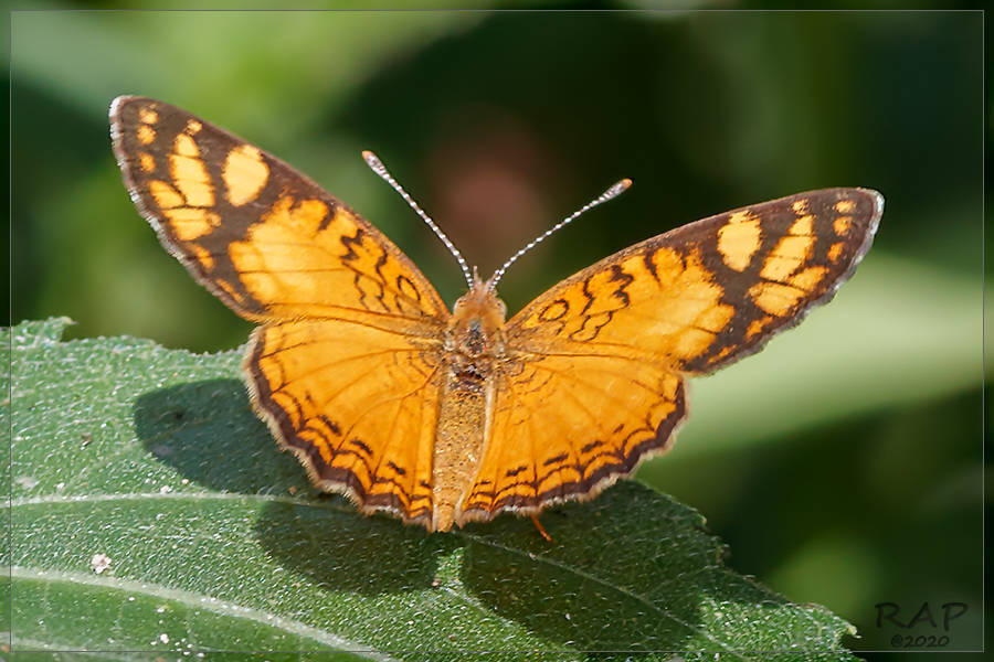 Tegosa orobia