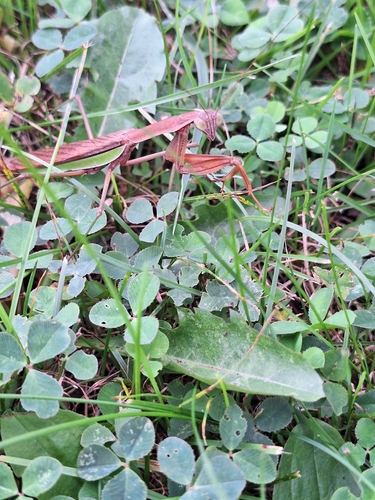 Chinese Mantis