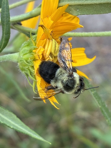 Common Eastern Bumble Bee